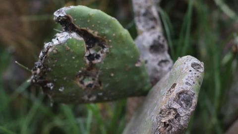 Nopal con plaga