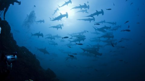 Parque Nacional Revillagigedo 