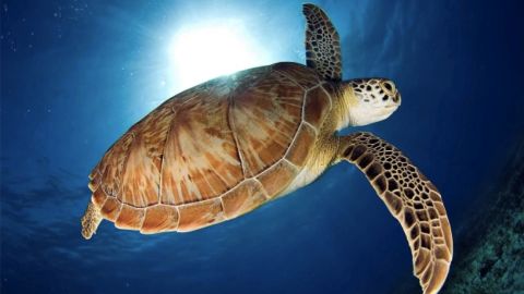 Tortuga marina