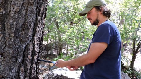 Análisis de árboles