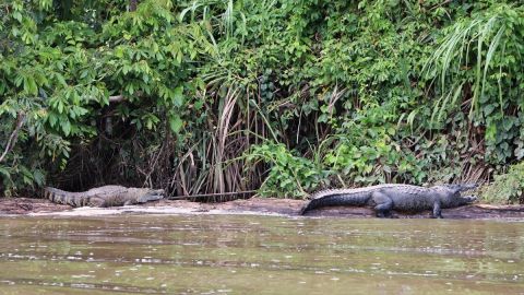 Cocodrilo de pantano