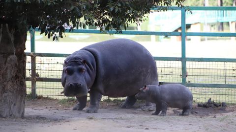 Hipopótamo del Nilo 