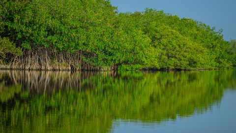 Manglar