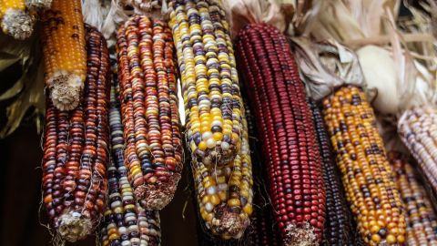 Maíz