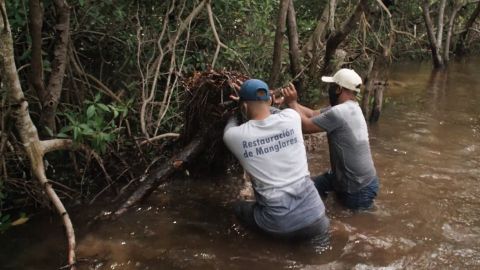 Restauración de manglares