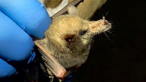 murciélago trompudo