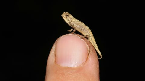 brookesia nana