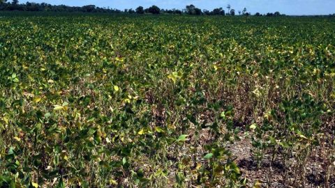 Cultivo de soja