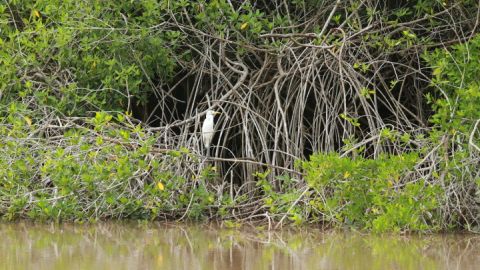 Manglar