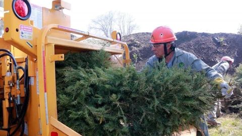 Reciclaje de árbol de Navidad
