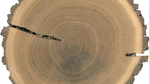 Sección transversal pulida de un roble 