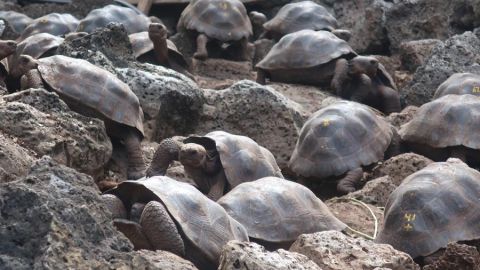Tortugas Galápagos