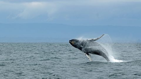 Ballena