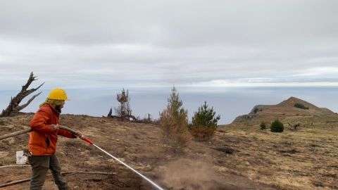 Incendio en Reserva de la Biósfera Isla Guadalupe