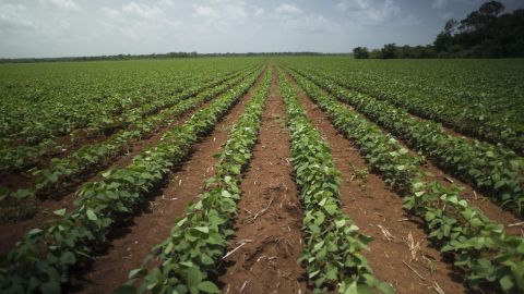 Cultivo de soya
