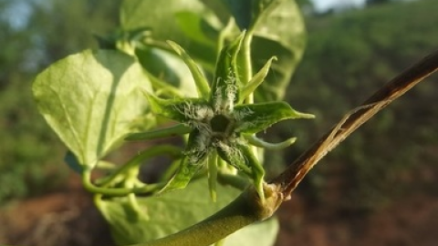 Gonolobus naturalistae