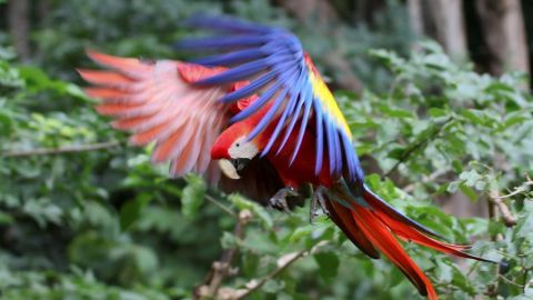 Guacamaya