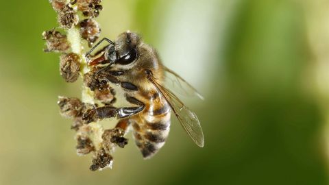 Abeja