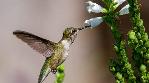 Colibrí