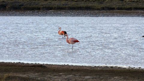 flamencos 