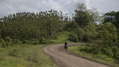 Reforestación en Nicaragua