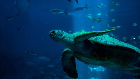 Tortuga Marina
