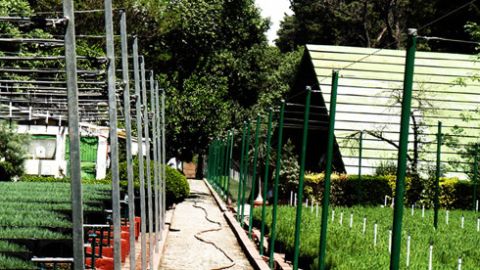 Viveros de Coyoacán