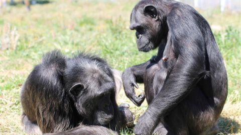 Los chimpancés Gombe y Sandy 