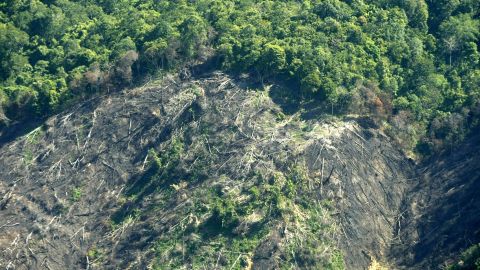 plantación de aceite de palma 