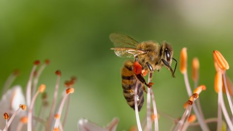 Abeja