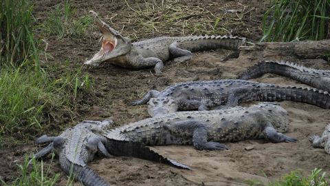 Cocodrilos