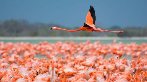 Flamencos