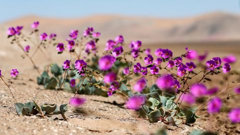 Flores en Atacama