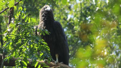 Cóndor de California