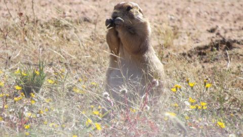 Perrito de la pradera