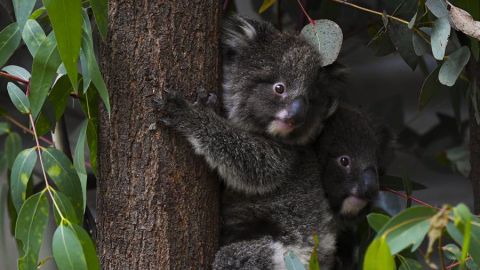Koalas