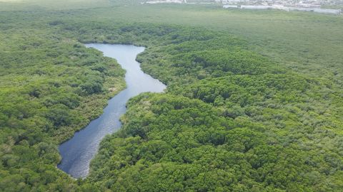 Selva en Quintana Roo
