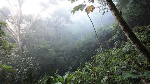 Selva Amazónica en Tena, Ecuador