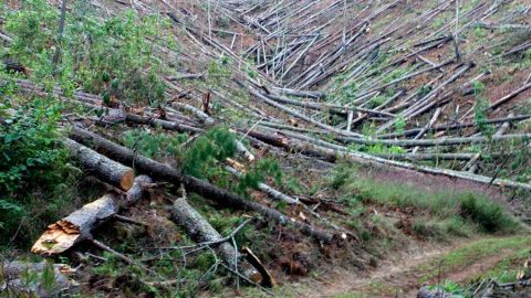 Deforestación en Nicaragua