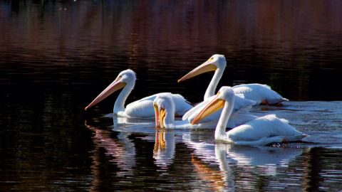 Pelícanos