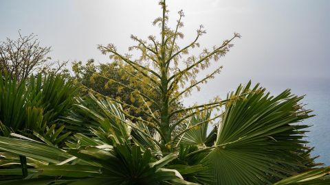 Palmera Corypha 