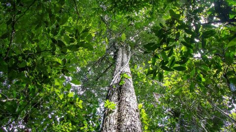 Un árbol Shihuahuaco
