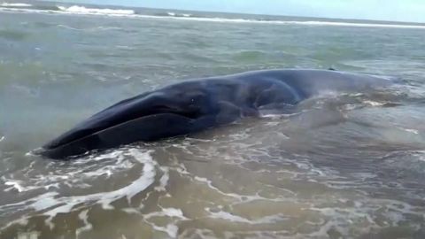 Ballena en Argentina