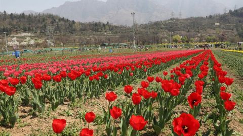 Cultivo de Cachemira india 