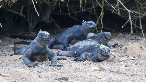 Iguanas marina
