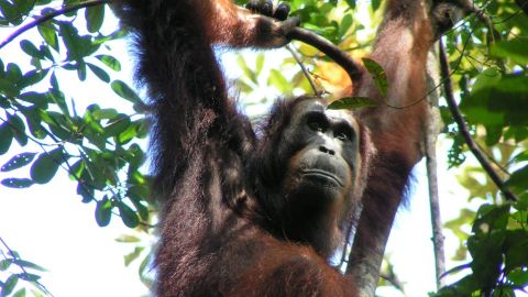 Orangután