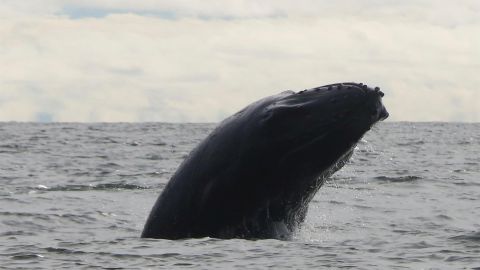 Ballena