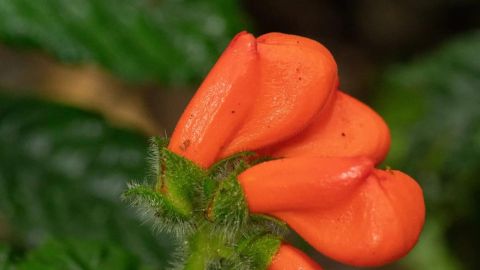 Gasteranthus extinctus