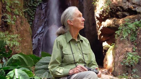 Jane Goodall