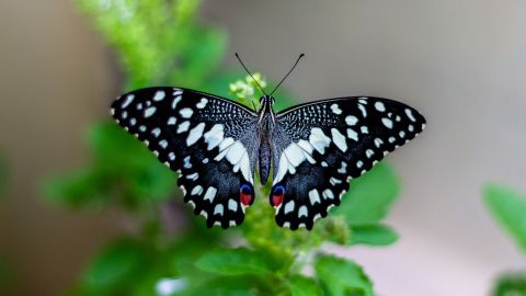 Mariposa